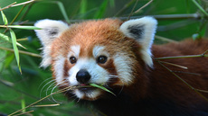 Kleiner_Panda (2).jpg